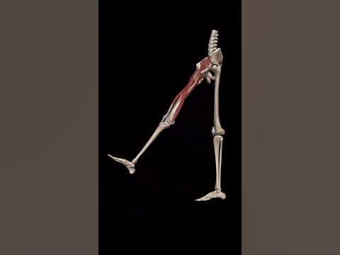 Портняжная мышца - YouTube