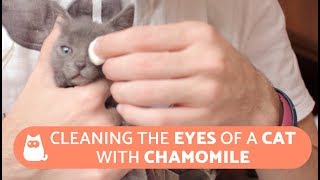 Cleaning the Eyes of a Cat with Chamomile