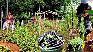 Selling to market, harvesting eggplants, long beans, living in the forest ep 97