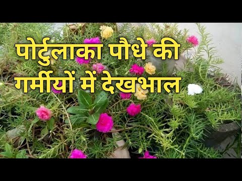 वीडियो: मार्श ओक (16 तस्वीरें): पत्तियों, वितरण, रोपण और देखभाल का विवरण