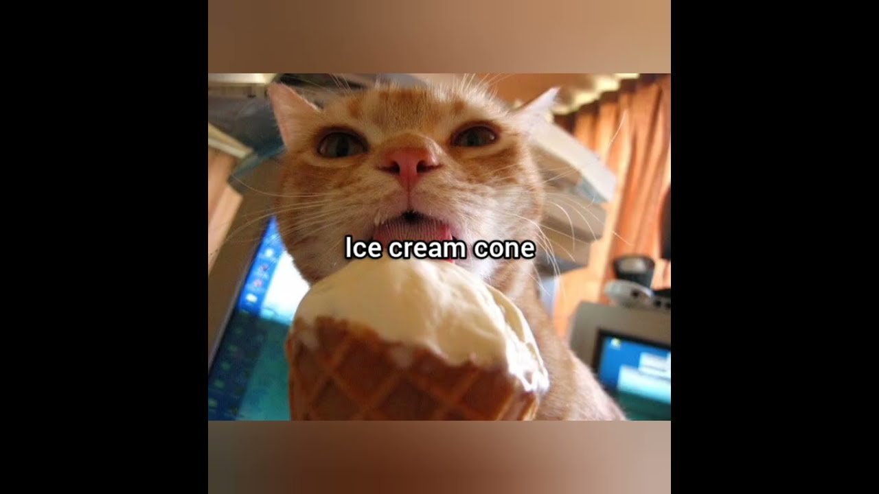 Shut It Cat Funny Foryou Memes Fyp