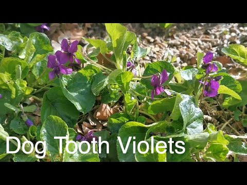 Video: Dog Violet