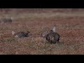 Sharp Tailed Grouse Mating Dance 2019