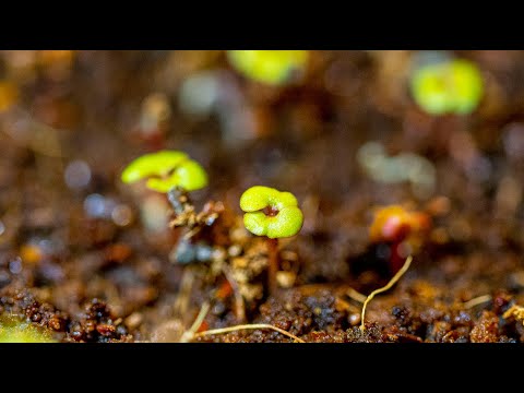 Video: Wie viele Eukalyptusarten gibt es?