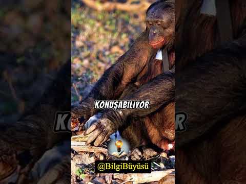 Video: Bonobo maymunu dünyanın en zeki maymunudur