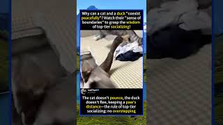 Why can a cat and a duck "coexist peacefully"? Watch their "sense of#foryou #fyp #animals #funny