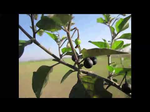Video: Schwarzer Nachtschatten - Heilpflanze