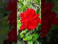 Amazing Red Hibiscus Bloom 🌺 | Garden Beauty #Shorts
