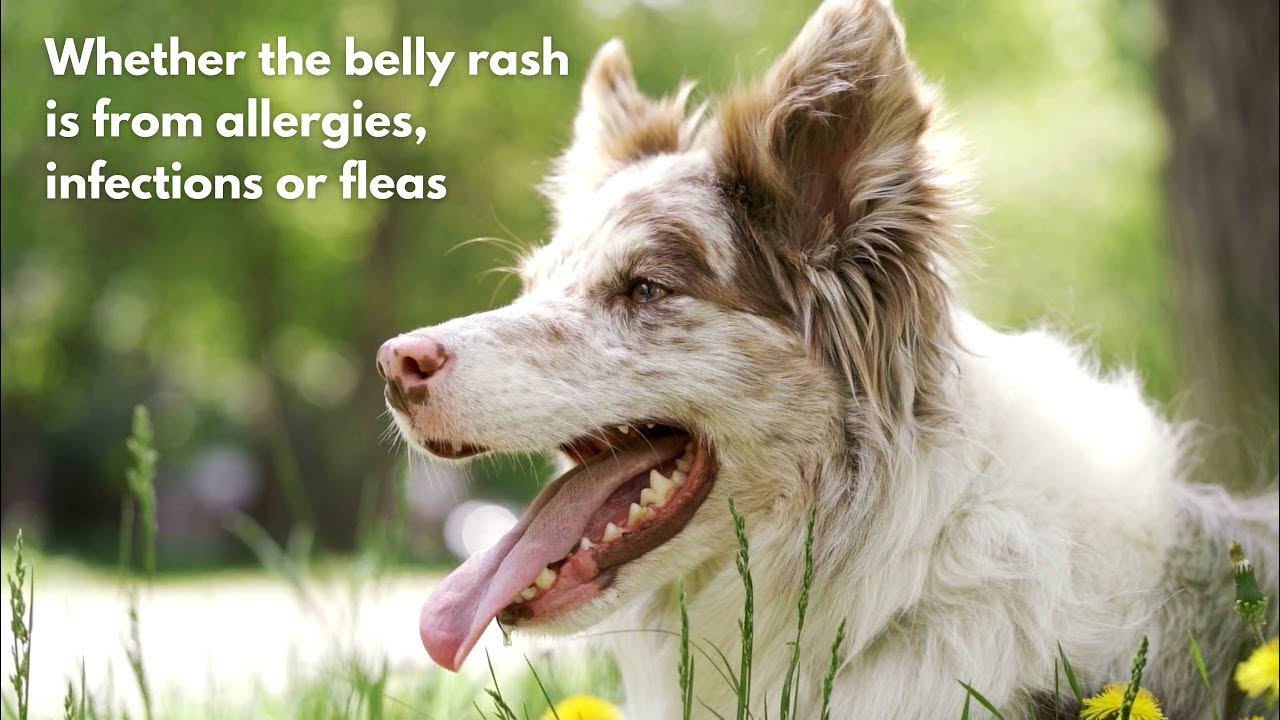 Banixx Pet Care for Red Rash on Dog's Belly YouTube