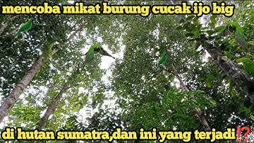 mencoba mikat burung cucak ijo big di hutan sumatra⁉️