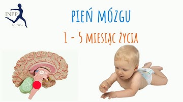 Neurorozwój przez ruch INPP