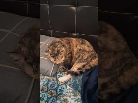 Cute Cat Chilling: The Most Relaxing Short Ever!