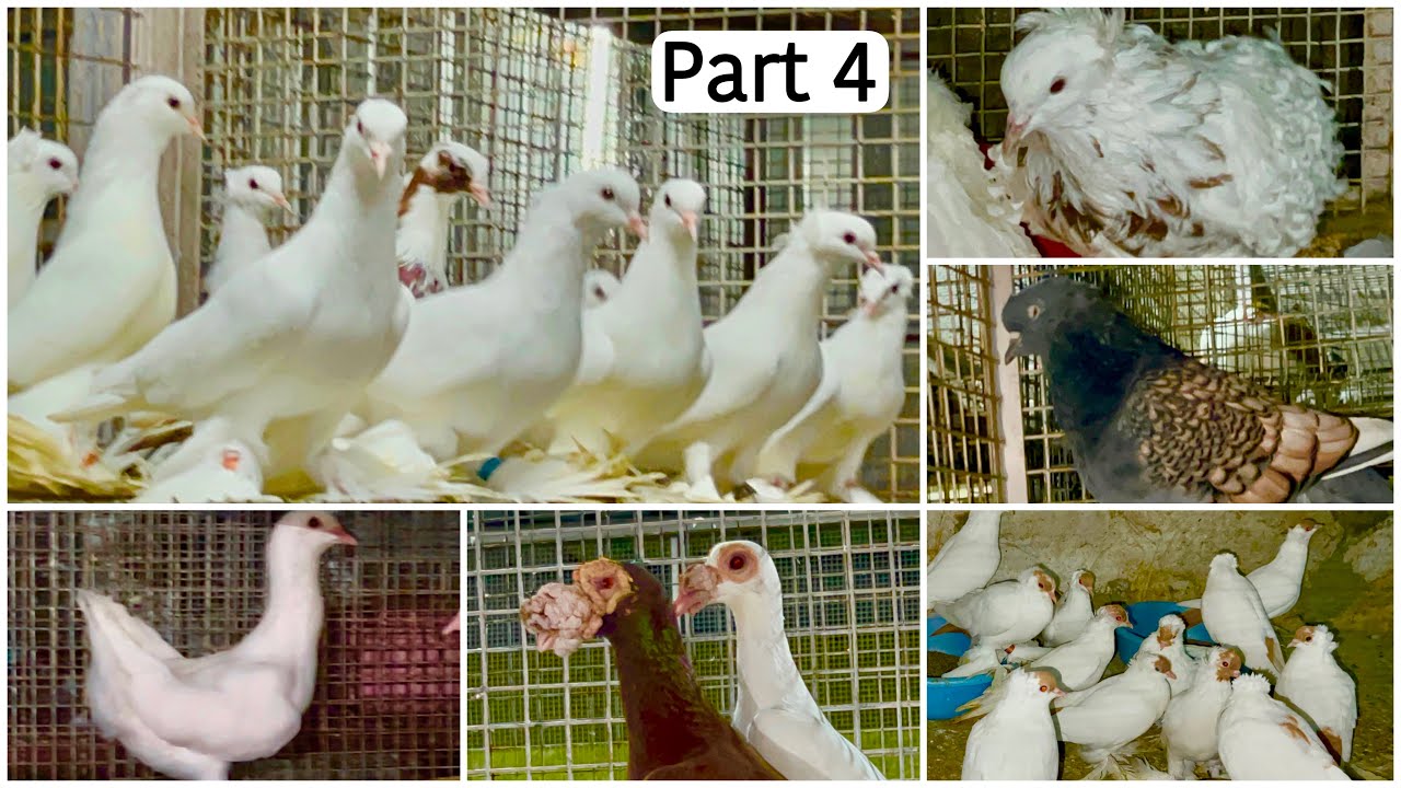 Creekwood Pigeon Loft Pune Part 4 | Big Size Fancy Pigeons