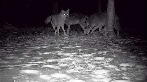 ¿Se aparean los coyotes con los perros?