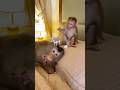 Mom tried to rest… he said NO 🥛😈 #mom #monkey  #chaos #funnyanimals #shorts