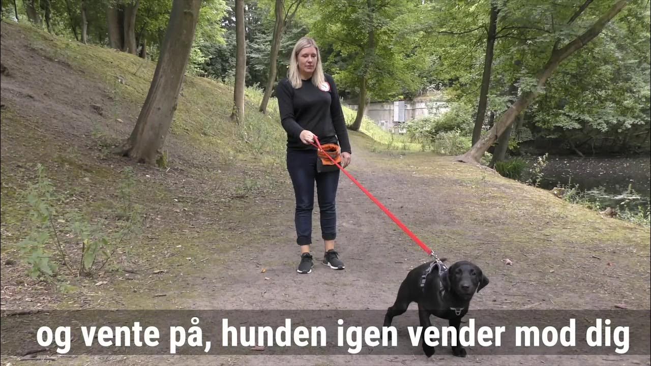 jordnødder Monument Intuition Gå-pænt-i-snor-træning - YouTube