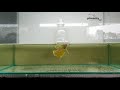 2 hours gold plakat betta fish mating relaxing piano music for insomnia until you sleep