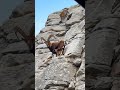 Ibex Kicks Leopard Off a Rock Face to Protect Her Baby 😱 #shorts