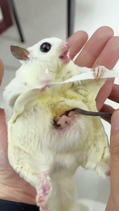 The cute sugar glider is so cute
