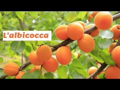 Video: 17 Impressionanti Benefici Dell'albicocca: Il Frutto Ricco Di Sostanze Nutritive Di Cui Tutti Parlano