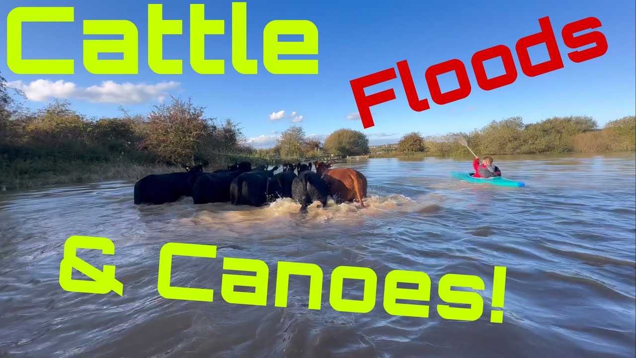 Day2 Worst Days Farming! Stranded Cattle! Flooding! - YouTube
