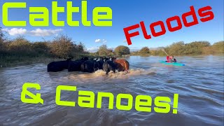 Day2 Worst Days Farming! Stranded Cattle! Flooding!