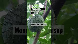 Famous Is Mountain Soursop Sweet? Read below how I prepared it. Profile
