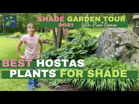 Late Spring Shade Garden Tour // Best Hostas // Best Plants For Shade