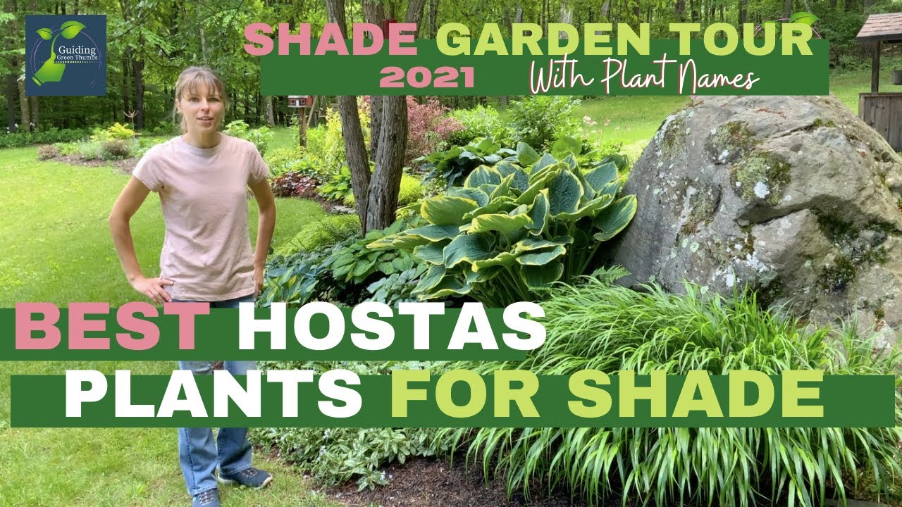 Обзор сада для тенистого сада поздней весной // Лучшие хосты // Лучшие растения для тени