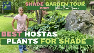 Late Spring Shade Garden Tour // Best Hostas // Best Plants For Shade