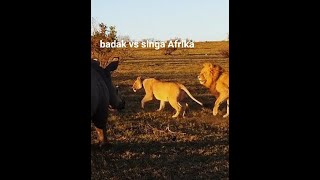 SINGA AFRIKA DAN BADAK AFRIKA