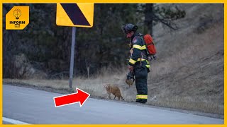 Hero Cat Rushes Toward Accident Scene 'Determined To Help' First Responders