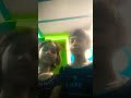 #funny #sorts