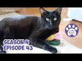 A Mail Time Puzzle, Cutie Boo, Cat Food Mukbang, Sew Much Mail! * S4 E43 * Cat Vlog