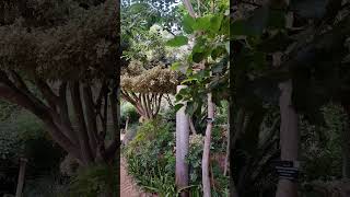 Botanic garden