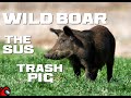 10 Wild Boar Facts - The SUS Trash Pig - Animal a Day - YouTube