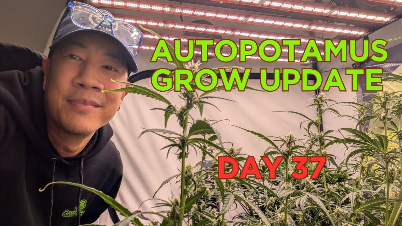 Day 37 – Autopotamus autoflowering grow! Night owl and Speedrun seeds strains
