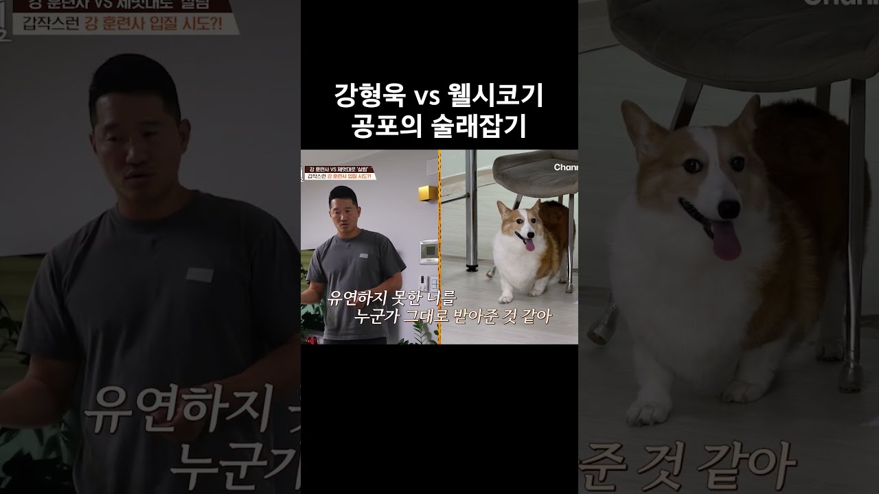 강형욱 vs 웰시코기 술래잡기 #개와늑대의시간2 #개늑시2