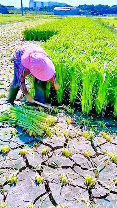 Ide Cerdas Sederhana Panen Padi Dengan Sabit Yang Tajam #shorts