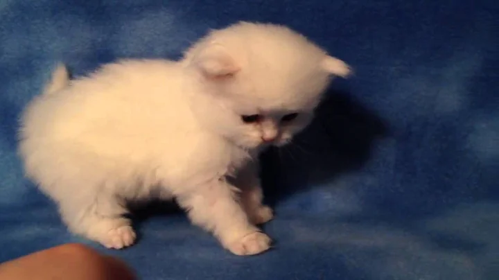Video 489011: persian kitten adoption, persian blue cattery, blue eyed white persian, persian doll