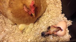 Hatching Chick On The Purcey Plantation