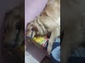Jack bahut pyara Hai