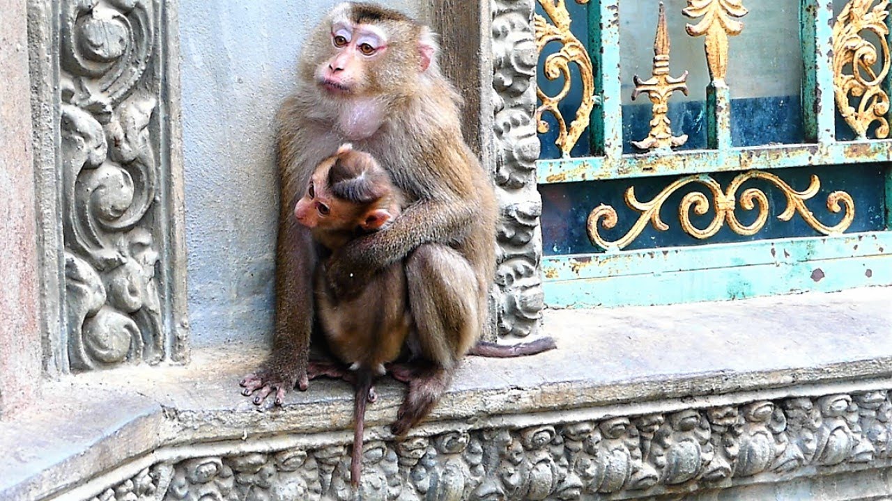 Pet Released Mother Lory Feels Scared And Hungry