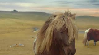 Three Pony Advert (Fleetwood Mac - Everywhere) [2013]