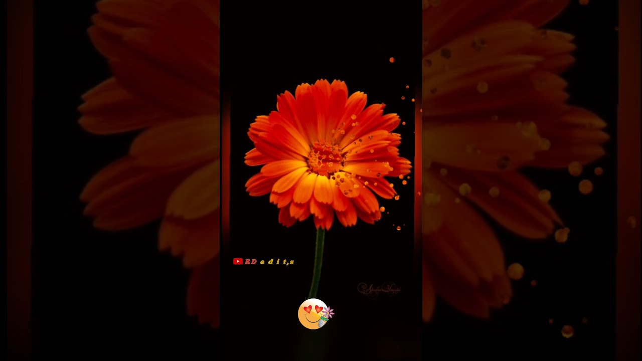 na tum jano na hum full screen status🥀🌹