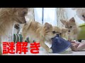 【犬まみれ】未知なるおもちゃで賢いわんこ決定戦！【多頭飼い】