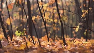 Falling Maple Leaves Stock Video