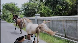 Menegangkan! Kang Gholib kejar dan tangkap 2 ekor kuda yang terlepas & lari kencang di jalan raya.