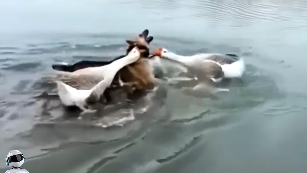 Такое Не Забыть! Безумные Случаи с Животными, Попавшие на Камеру!