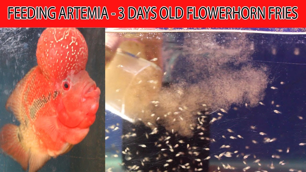 Feeding brine shrimp artemia to Flowerhorn fries YouTube